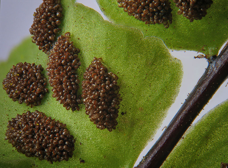 Asplenium trichomanes